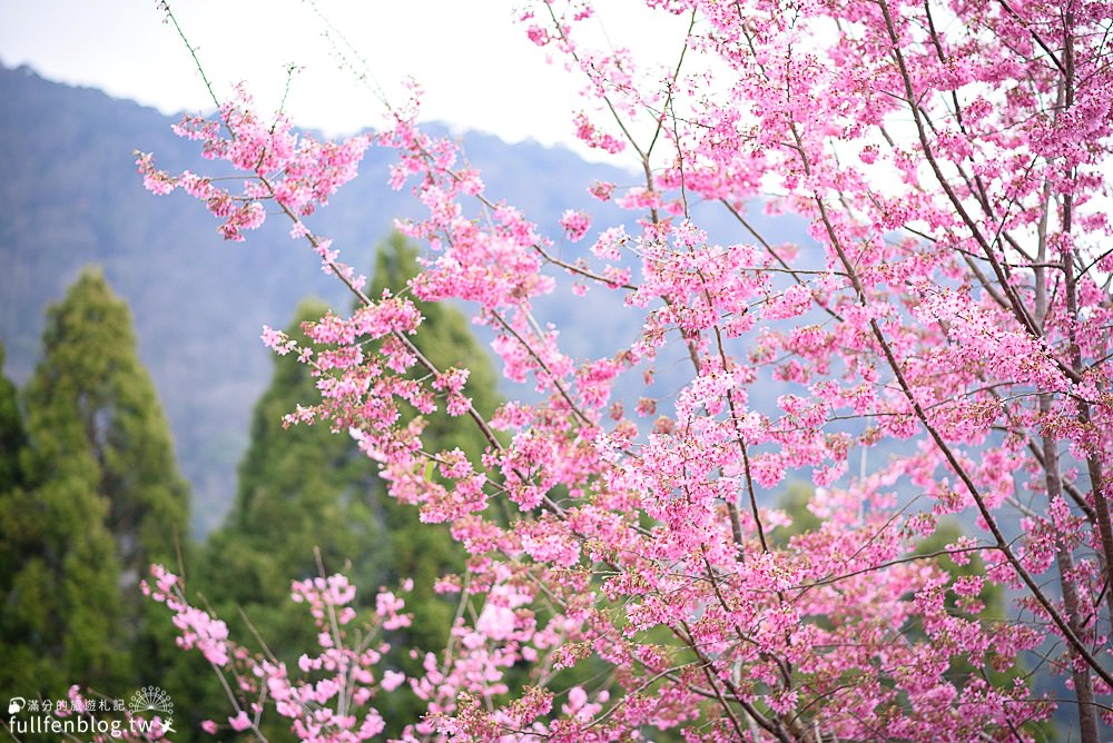 【2023拉拉山觀雲山莊】最新花況,免門票拉拉山賞櫻祕境,交通賞櫻攻略~櫻花粉下的浪漫!