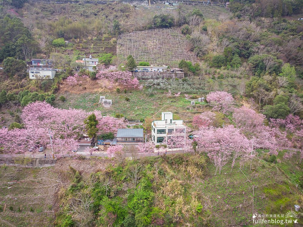 桃園櫻花季|中巴陵櫻木花道(免門票).拉拉山櫻花秘境|粉紅風暴~昭和櫻花大道!