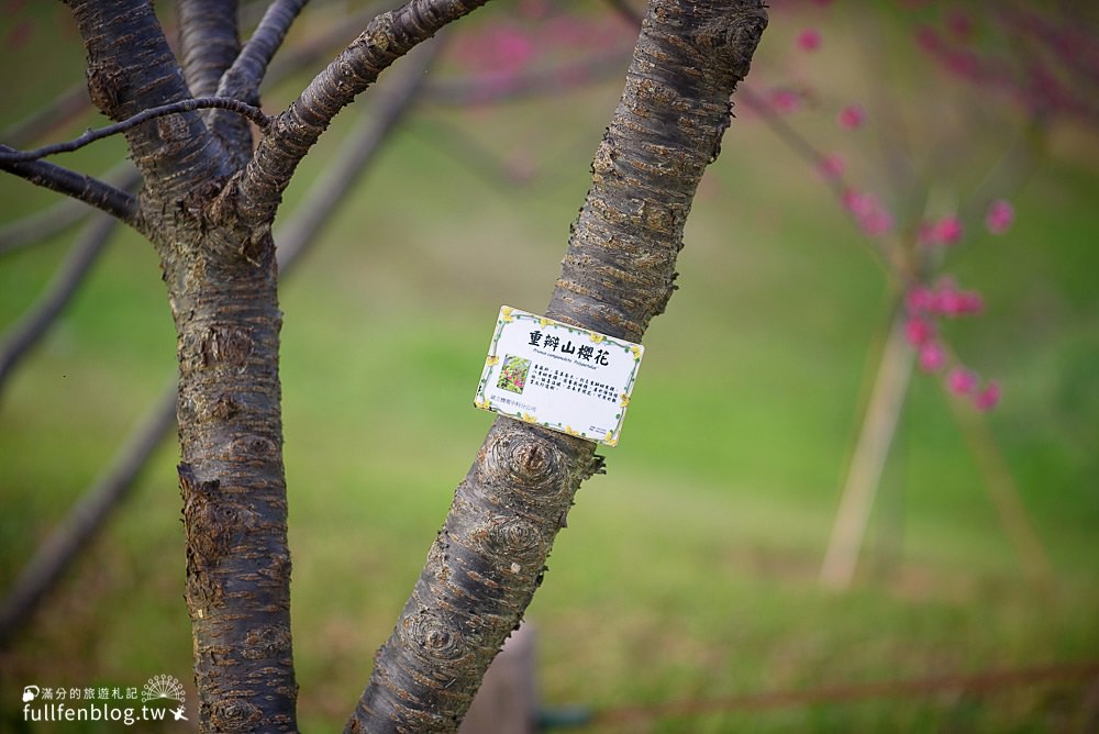 【2024台中中科崴立櫻花公園】免門票賞櫻秘境,八重櫻.山櫻花.綠萼櫻~漫遊百櫻齊放的賞櫻步道，順遊景點攻略！