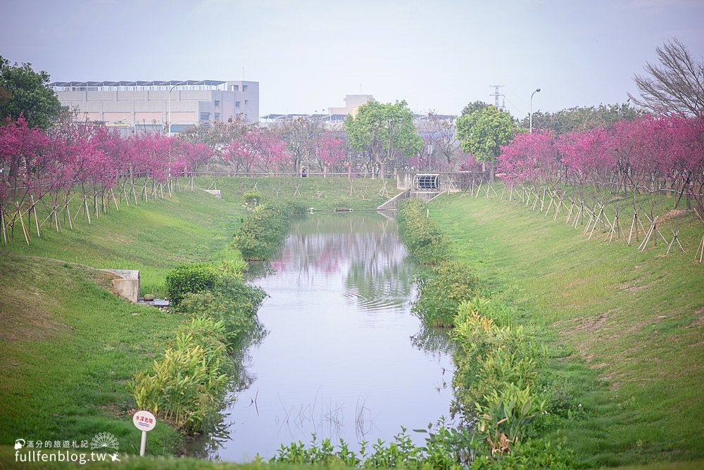 【2024台中中科崴立櫻花公園】免門票賞櫻秘境,八重櫻.山櫻花.綠萼櫻~漫遊百櫻齊放的賞櫻步道，順遊景點攻略！