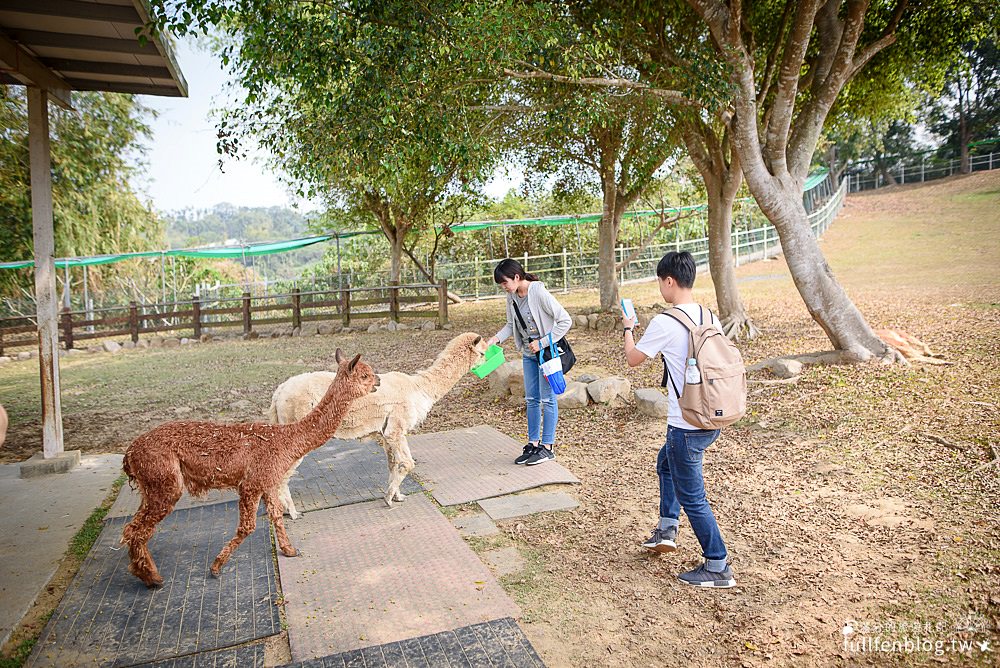 嘉義中埔景點|獨角仙休閒農場|親子景點|騎小馬.餵小羊.搭小火車|奔跑大草原~玩拍童話糖果屋!