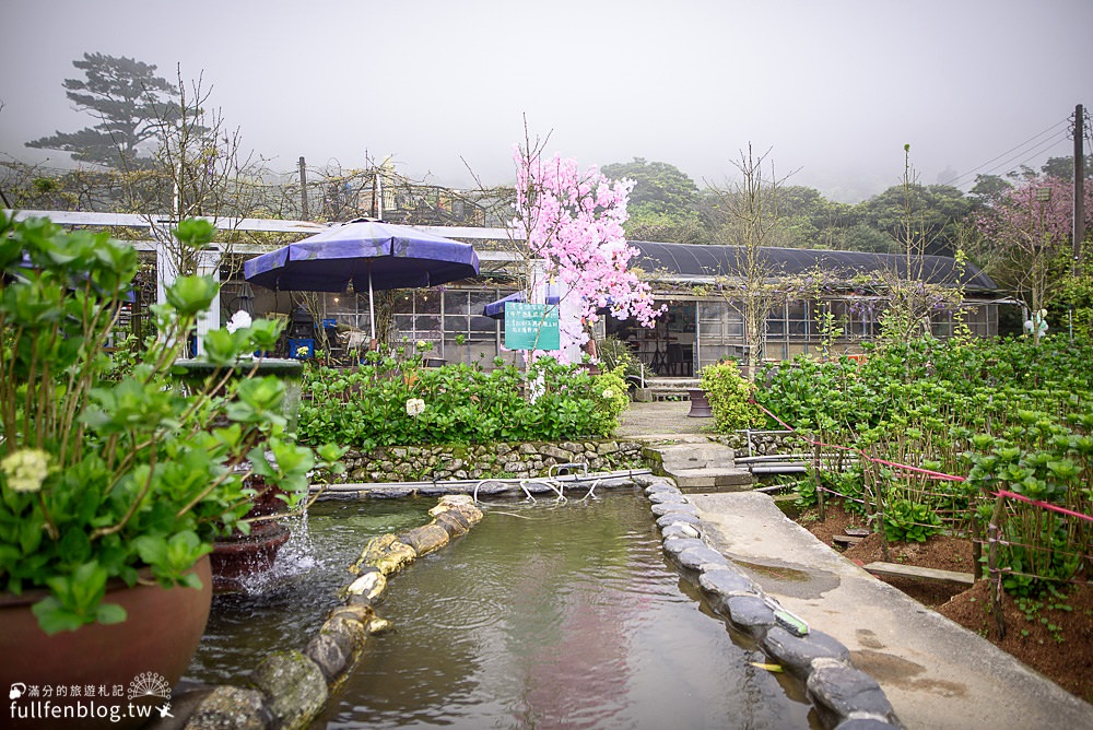 【2024陽明山海芋景點推薦】財福海芋田&花谷海芋田,體驗青蛙裝採海芋,陽明山海芋必拍熱門打卡地標！