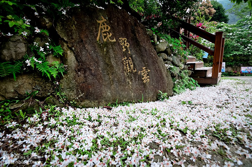 【2024苗栗桐花景點懶人包】苗栗賞桐花一日遊,苗栗賞桐秘境,浪漫四月雪開跑~漫遊桐花的故鄉!