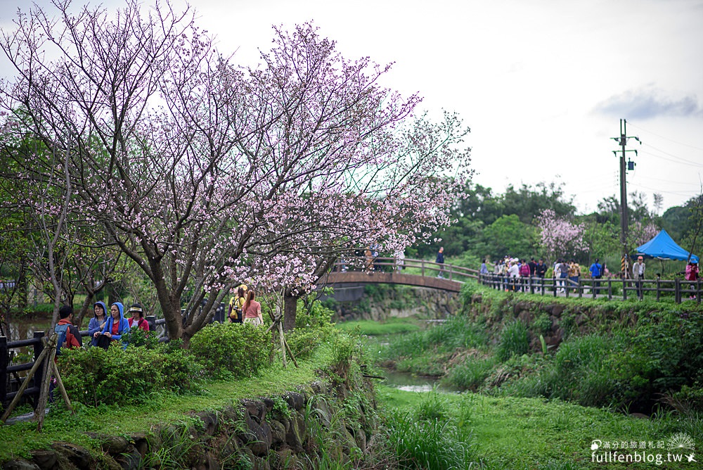 【2024三芝三生步道櫻花季】三生櫻花步道交通方式,吉野櫻綻放中~漫步櫻花樹下好浪漫!