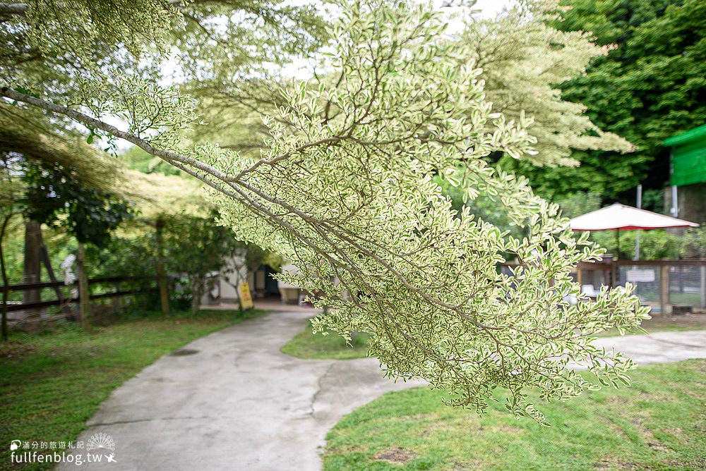 彰化花壇景點|大山牧場|免門票親子景點|必嚐香濃牛奶鍋~親近大自然餵牛群喝ㄋㄟㄋㄟ!