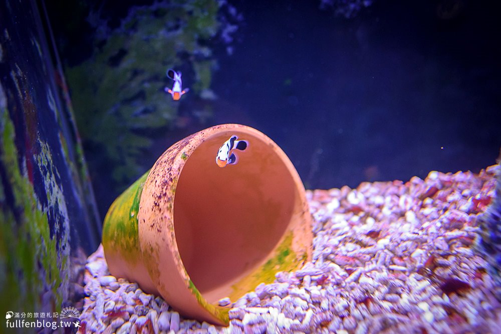 宜蘭礁溪景點|金車生物科技水產養殖研發中心|免門票宜蘭水族館|挑戰餵鯊魚~與蝦子公仔玩拍趣!