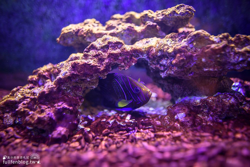 宜蘭礁溪景點|金車生物科技水產養殖研發中心|免門票宜蘭水族館|挑戰餵鯊魚~與蝦子公仔玩拍趣!