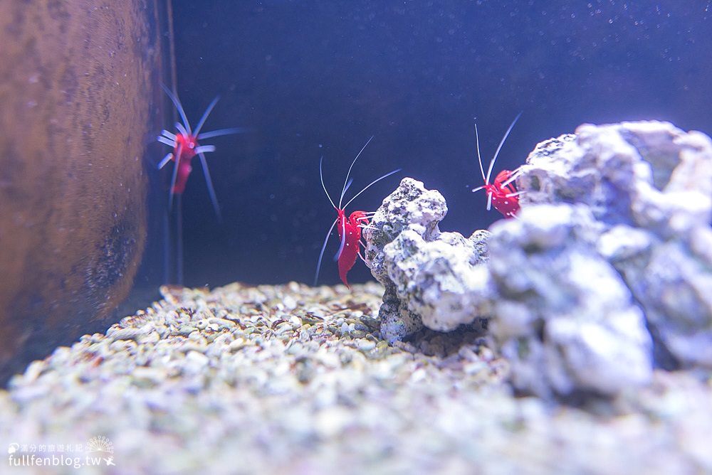 宜蘭礁溪景點|金車生物科技水產養殖研發中心|免門票宜蘭水族館|挑戰餵鯊魚~與蝦子公仔玩拍趣!