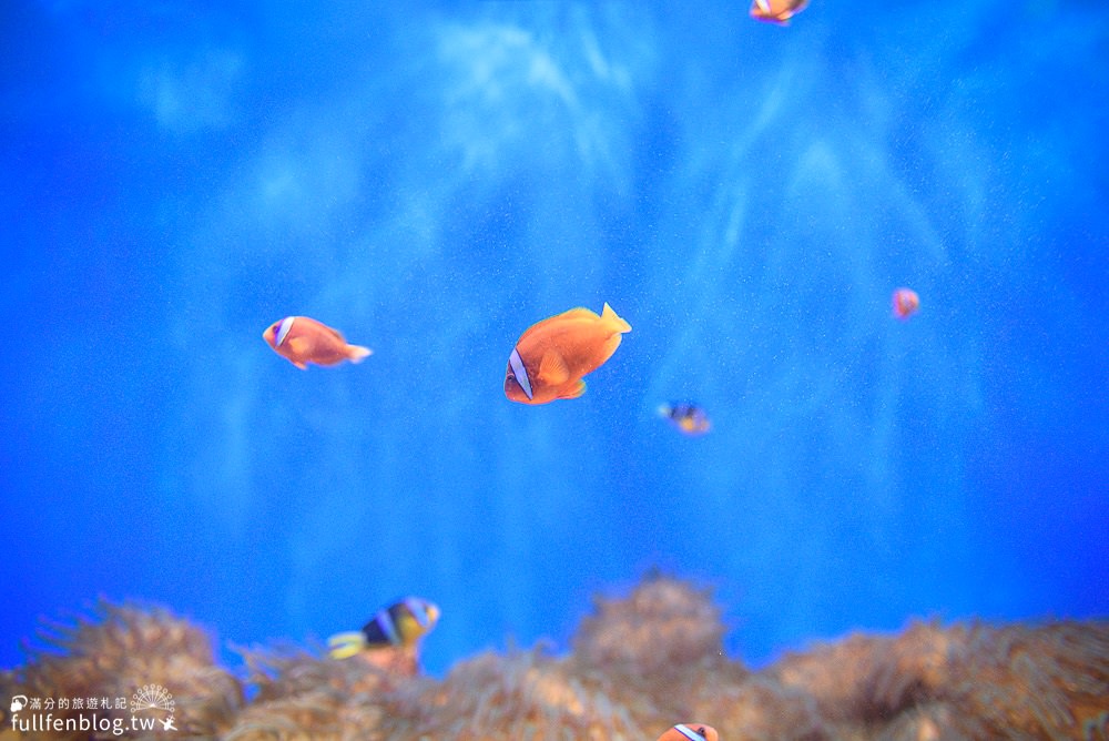 澎湖景點推薦|澎湖水族館.交通&門票資訊|親子室內景點.探索澎湖生態~走進深海裡與海底生物玩拍趣！