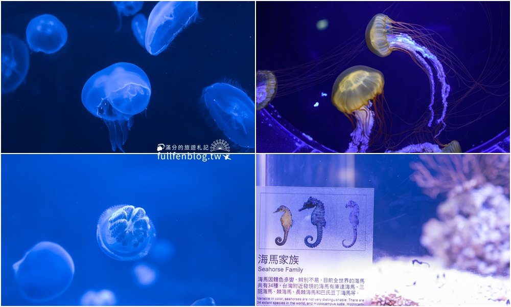 澎湖景點推薦|澎湖水族館.交通&門票資訊|親子室內景點.探索澎湖生態~走進深海裡與海底生物玩拍趣！