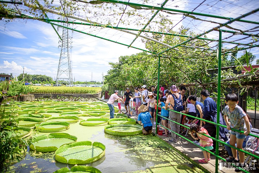 桃園觀音景點|康莊蓮園(免門票)&林家古厝|大王蓮體驗.品嚐蓮子剉冰.走訪百年建築~坐在月亮上賞蓮!