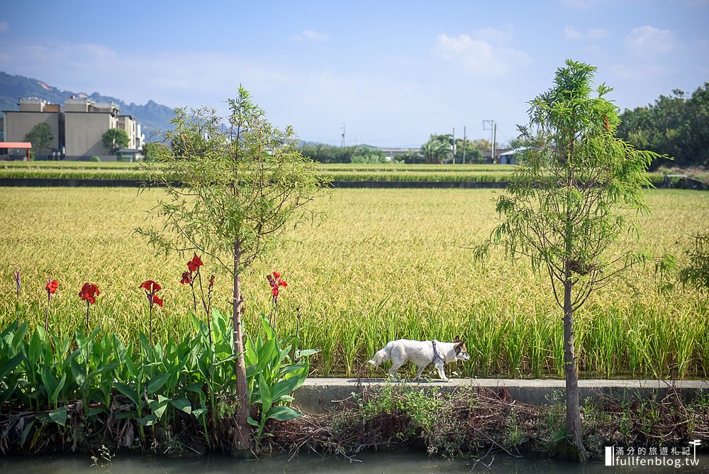 苗栗苑裡景點|那一間咖啡|下午茶.簡餐.情侶約會|水上貨櫃屋~欣賞金黃色稻田風光!