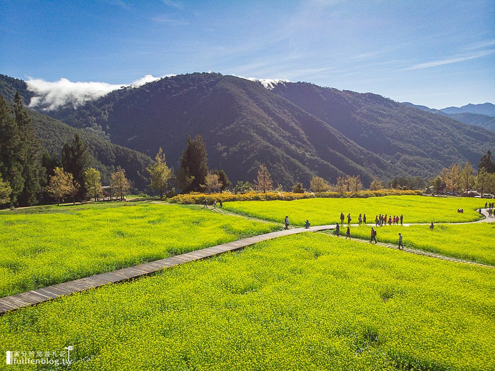 武陵農場|交通方式.門票資訊|油菜花田.落羽松林.雪山登山口|一秒到國外~抵擋不住的金色花毯步道!