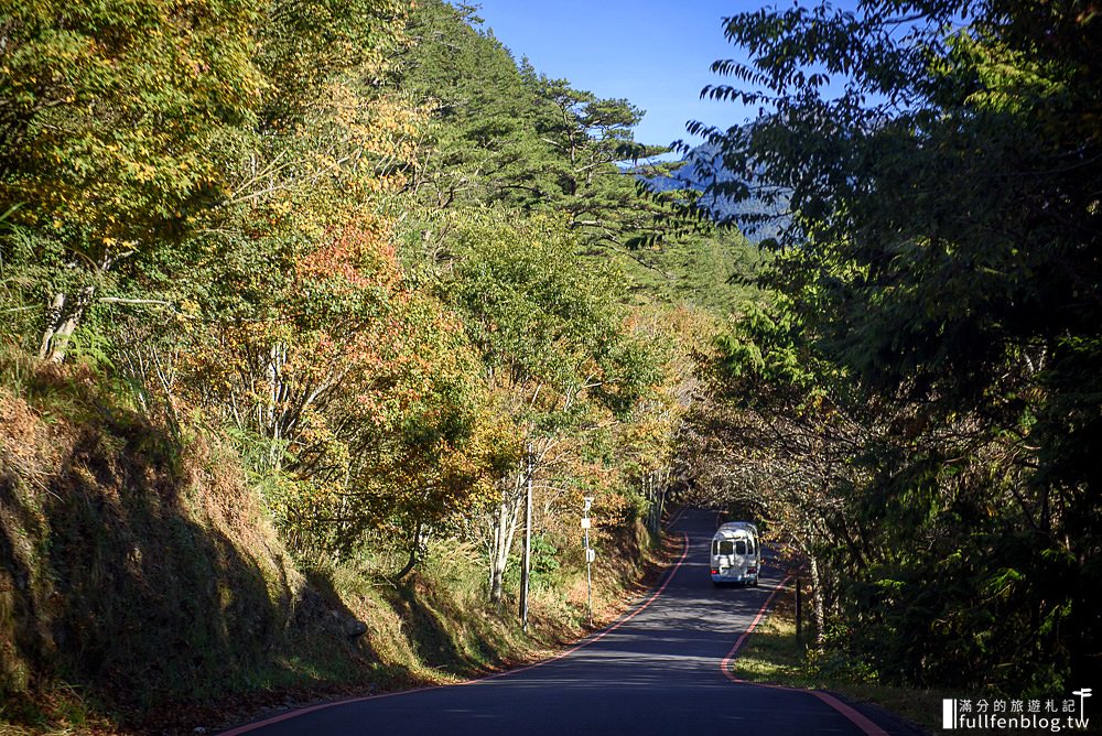 武陵農場|交通方式.門票資訊|油菜花田.落羽松林.雪山登山口|一秒到國外~抵擋不住的金色花毯步道!