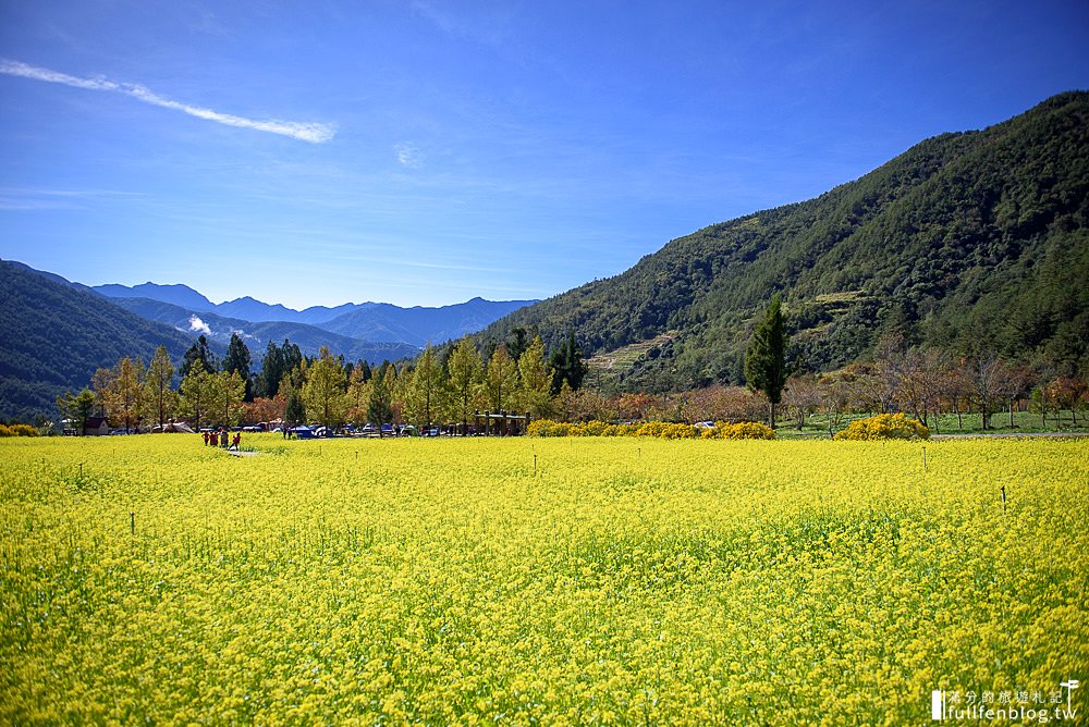 武陵農場|交通方式.門票資訊|油菜花田.落羽松林.雪山登山口|一秒到國外~抵擋不住的金色花毯步道!