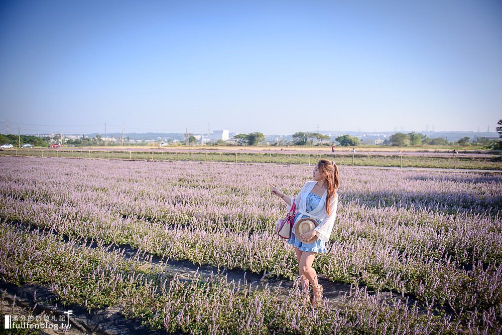 桃園仙草花節|紫衣仙草花田.金色花毯.地景藝術|動人紫色布畫~秒置身在法國普羅旺斯!