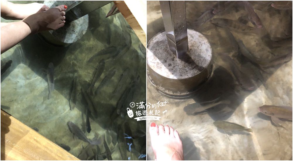 宜蘭礁溪景點|大樹下溫泉魚&玫瑰園原泉湯屋住宿|50元不限時~魚親腳兼喝下午茶!