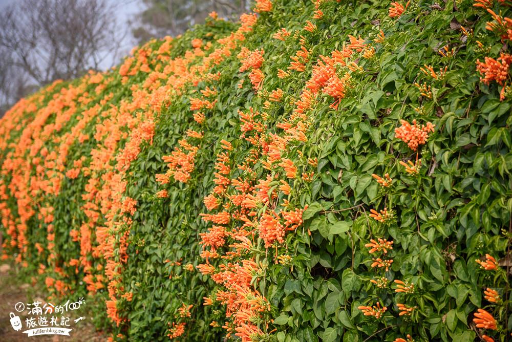 苗栗|銅鑼炮仗花海公園(免門票)|炮仗花步道 .銅鑼工業區花海|迎春黃金西北雨~最美花海瀑布!