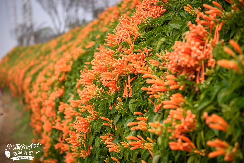 苗栗|銅鑼炮仗花海公園(免門票)|炮仗花步道 .銅鑼工業區花海|迎春黃金西北雨~最美花海瀑布!