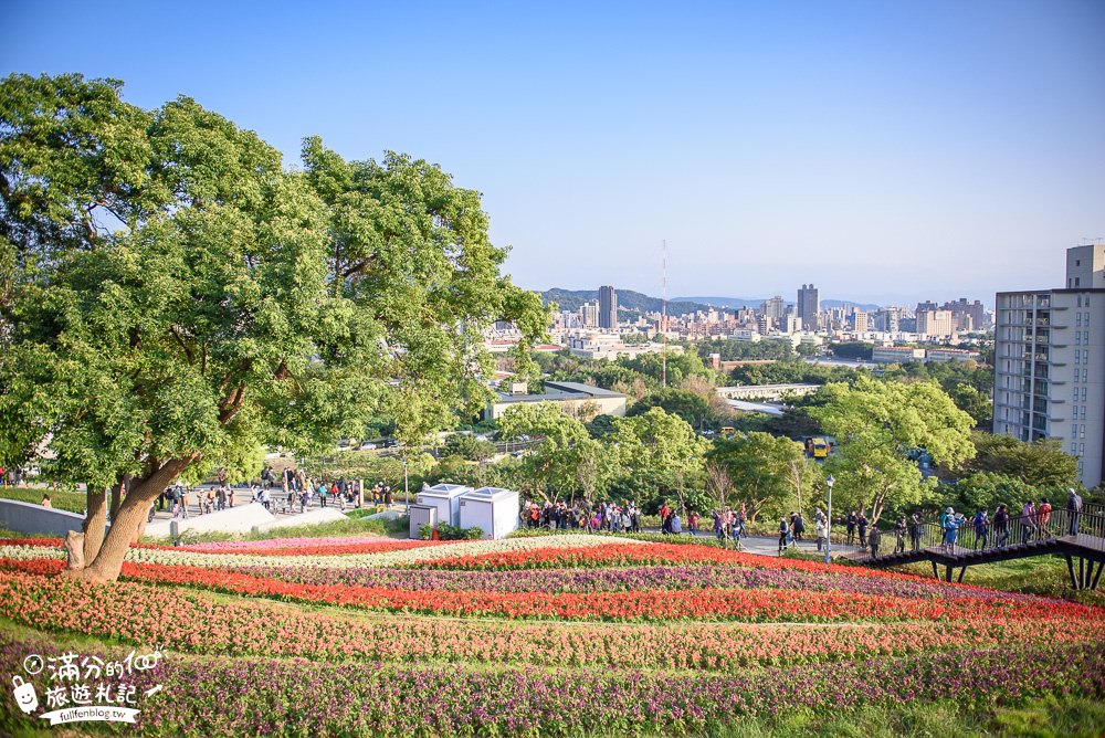 【2024北投社三層崎公園花海】最新花況,彩虹花毯鞦韆必拍,免出國~秒置身北海道富良野花園!