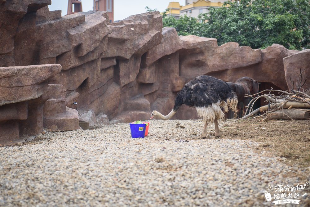 新竹景點|新竹市立動物園|親子景點|觀察動物明星日常~探索城市裡的動物園!