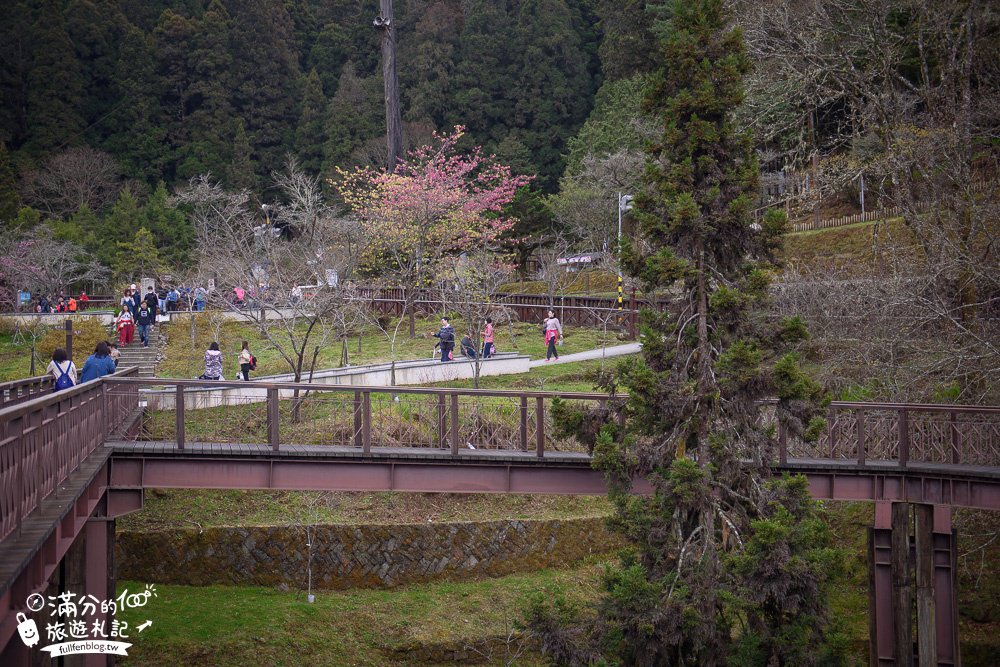 TOP15阿里山熱門必玩景點攻略【2024阿里山國家森林遊樂區】最新玩樂指南,看日出.搭小火車.吃鐵路便當.走天空步道.遊姐妹潭~美食景點住宿攻略!