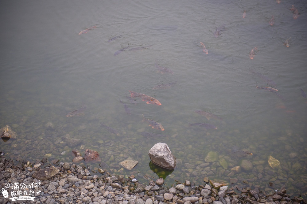 宜蘭大同景點【明池森林遊樂園】宜蘭高山夢幻湖.宜蘭踏青好去處,探索最忘憂的迷霧森林!