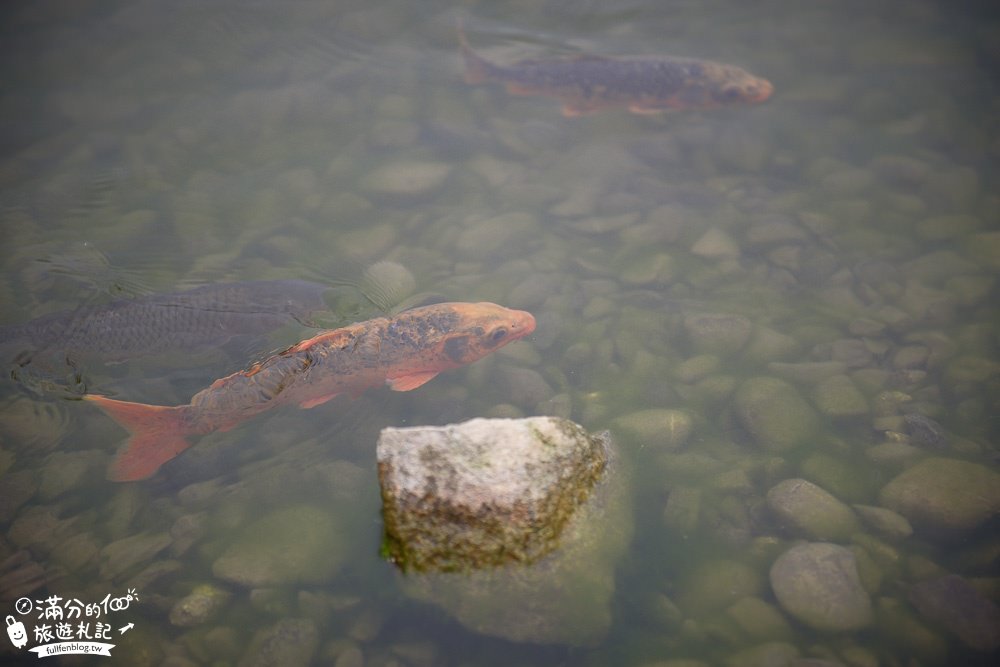 宜蘭大同景點【明池森林遊樂園】宜蘭高山夢幻湖.宜蘭踏青好去處,探索最忘憂的迷霧森林!