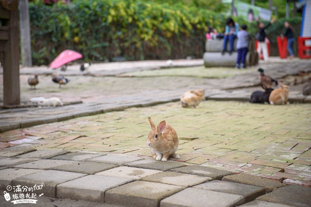 台中石岡景點|京葉馬場兔樂園|親子景點.餵小白兔|天竺鼠.兔子群包圍|鴕鳥出沒~趣味十足的迷你動物園!