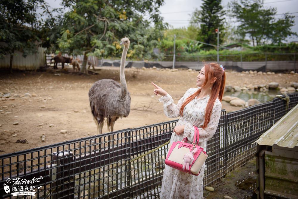 台中石岡景點|京葉馬場兔樂園|親子景點.餵小白兔|天竺鼠.兔子群包圍|鴕鳥出沒~趣味十足的迷你動物園!