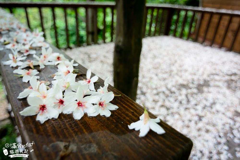 苗栗公館桐花景點|鹿野觀雲|景觀餐廳.情侶約會.下午茶.油桐花|季節限定的雪景~油桐花毯好浪漫!