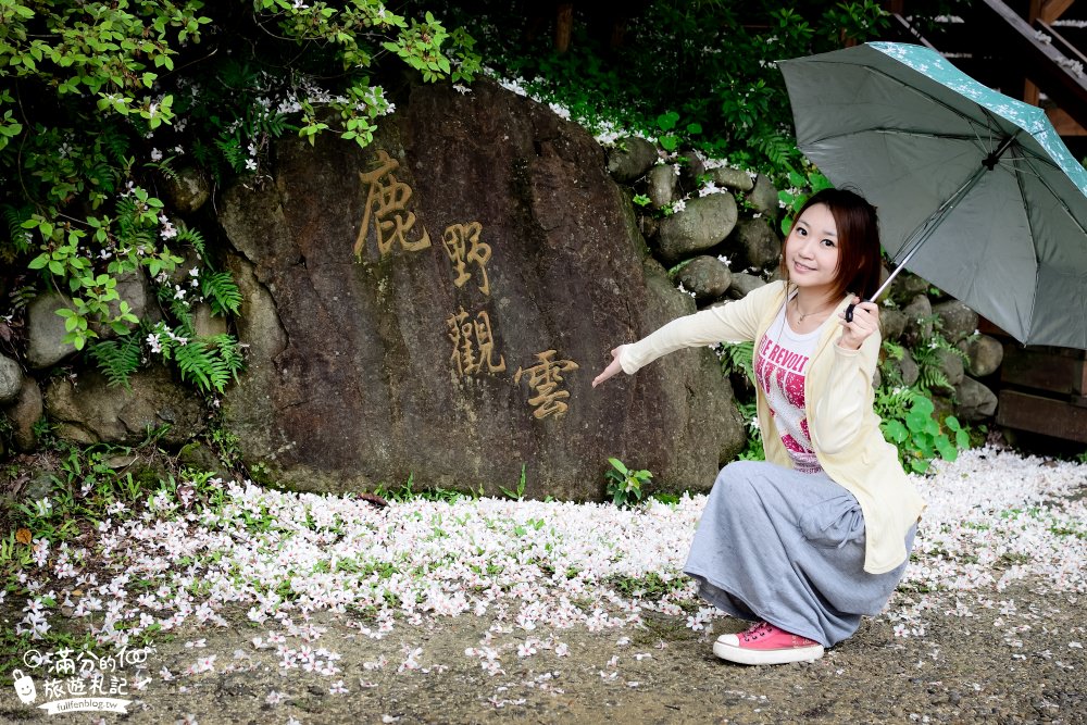 苗栗公館桐花景點|鹿野觀雲|景觀餐廳.情侶約會.下午茶.油桐花|季節限定的雪景~油桐花毯好浪漫!