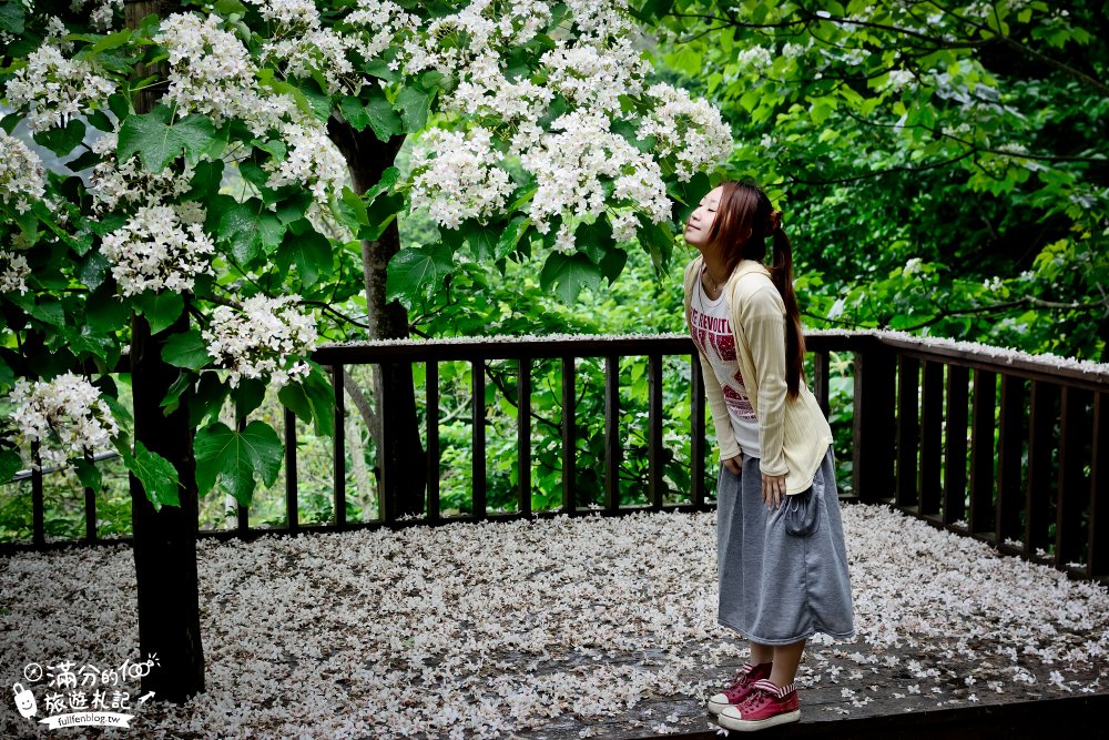 苗栗公館桐花景點|鹿野觀雲|景觀餐廳.情侶約會.下午茶.油桐花|季節限定的雪景~油桐花毯好浪漫!