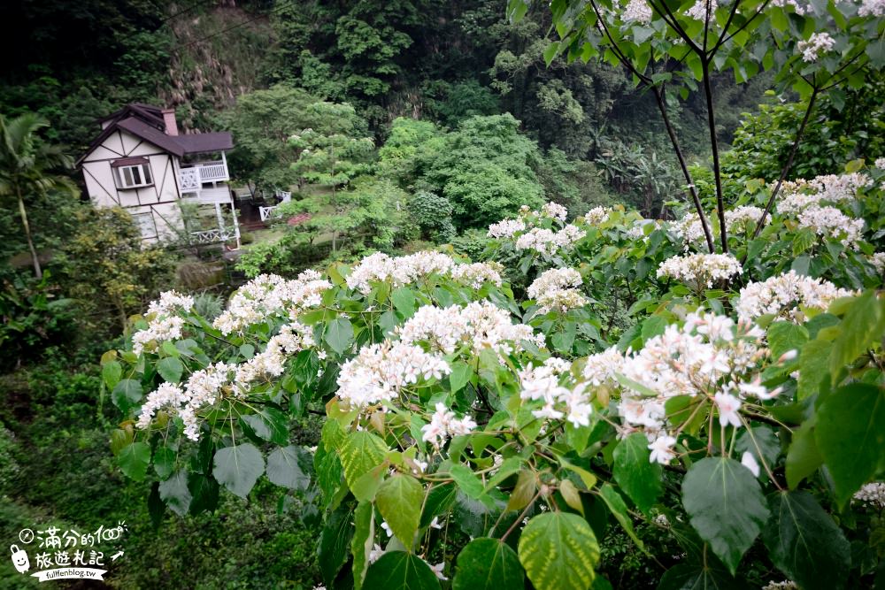 苗栗公館桐花景點|鹿野觀雲|景觀餐廳.情侶約會.下午茶.油桐花|季節限定的雪景~油桐花毯好浪漫!