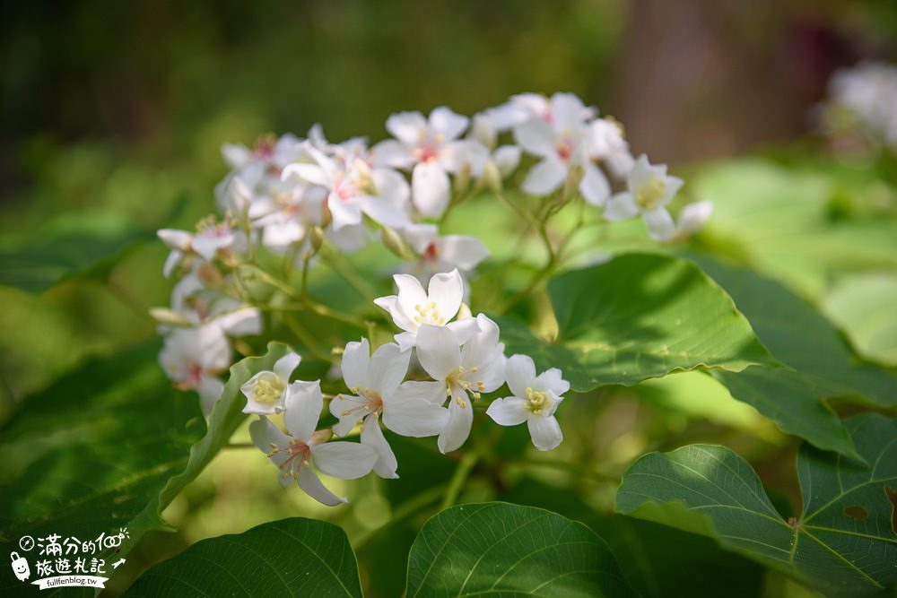 苗栗桐花景點【鹿野觀雲】景觀餐廳.下午茶.民宿.與花桐框,最美四月雪,在森林裡被桐花包圍!