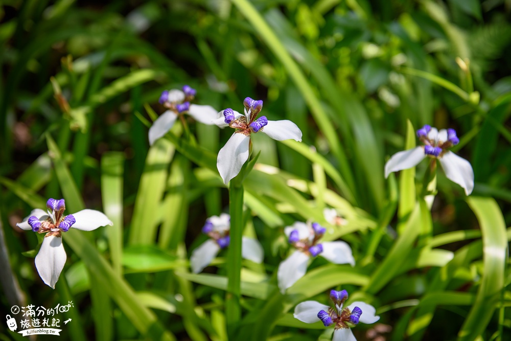 苗栗桐花景點【鹿野觀雲】景觀餐廳.下午茶.民宿.與花桐框,最美四月雪,在森林裡被桐花包圍!