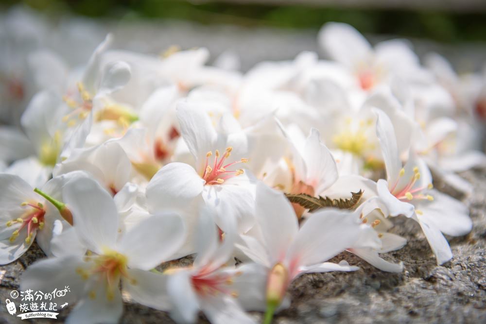 苗栗桐花景點【鹿野觀雲】景觀餐廳.下午茶.民宿.與花桐框,最美四月雪,在森林裡被桐花包圍!