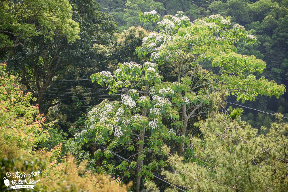 苗栗桐花景點【鹿野觀雲】景觀餐廳.下午茶.民宿.與花桐框,最美四月雪,在森林裡被桐花包圍!