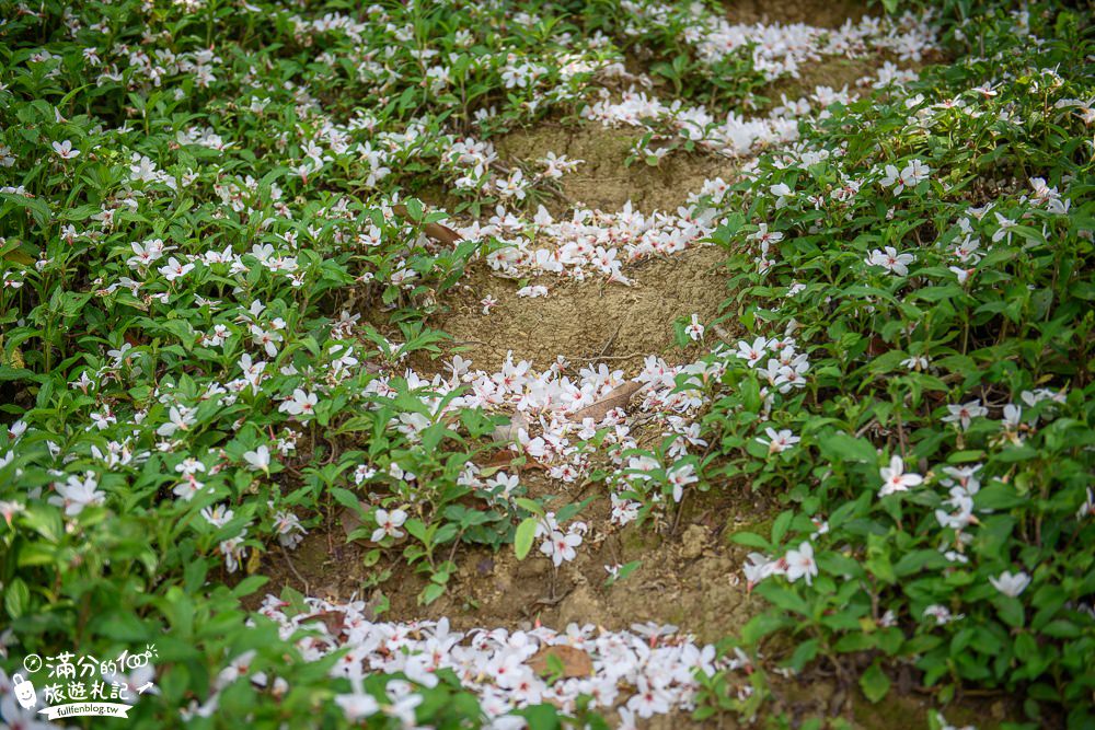 苗栗桐花景點【鹿野觀雲】景觀餐廳.下午茶.民宿.與花桐框,最美四月雪,在森林裡被桐花包圍!