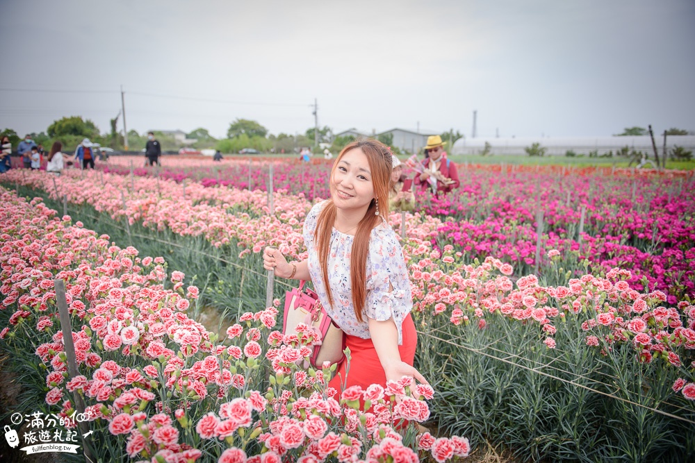 彰化田尾景點|田尾康乃馨花田|情侶約會.閨蜜玩拍.母親節必訪|被康乃馨給淹沒了~全台最夢幻的康乃馨花海!