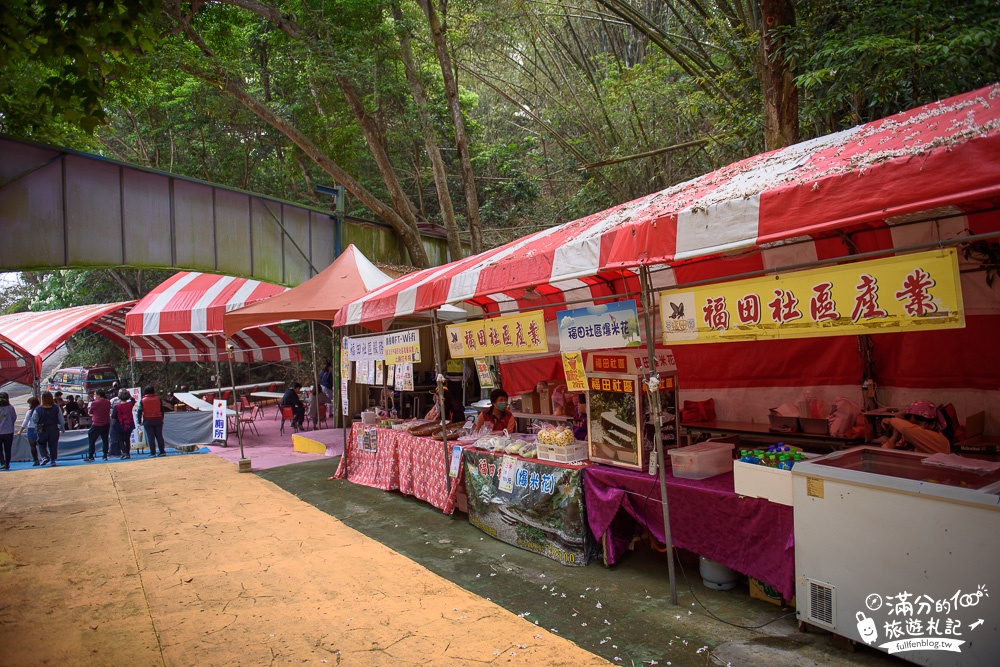 彰化桐花景點|福田賞桐生態園區(免門票)|桐花城堡.夢幻噴泉|踏雪尋桐~漫步白色桐花步道!