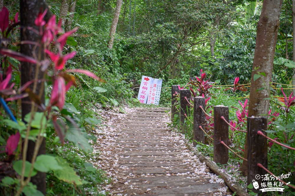 彰化桐花景點|福田賞桐生態園區(免門票)|桐花城堡.夢幻噴泉|踏雪尋桐~漫步白色桐花步道!