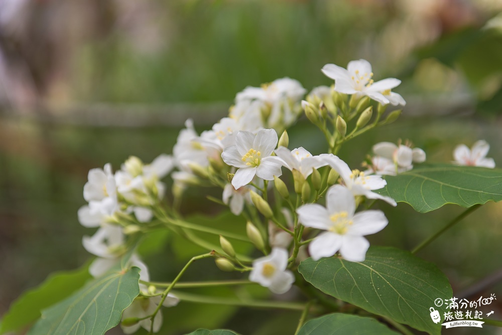 彰化桐花景點|福田賞桐生態園區(免門票)|桐花城堡.夢幻噴泉|踏雪尋桐~漫步白色桐花步道!