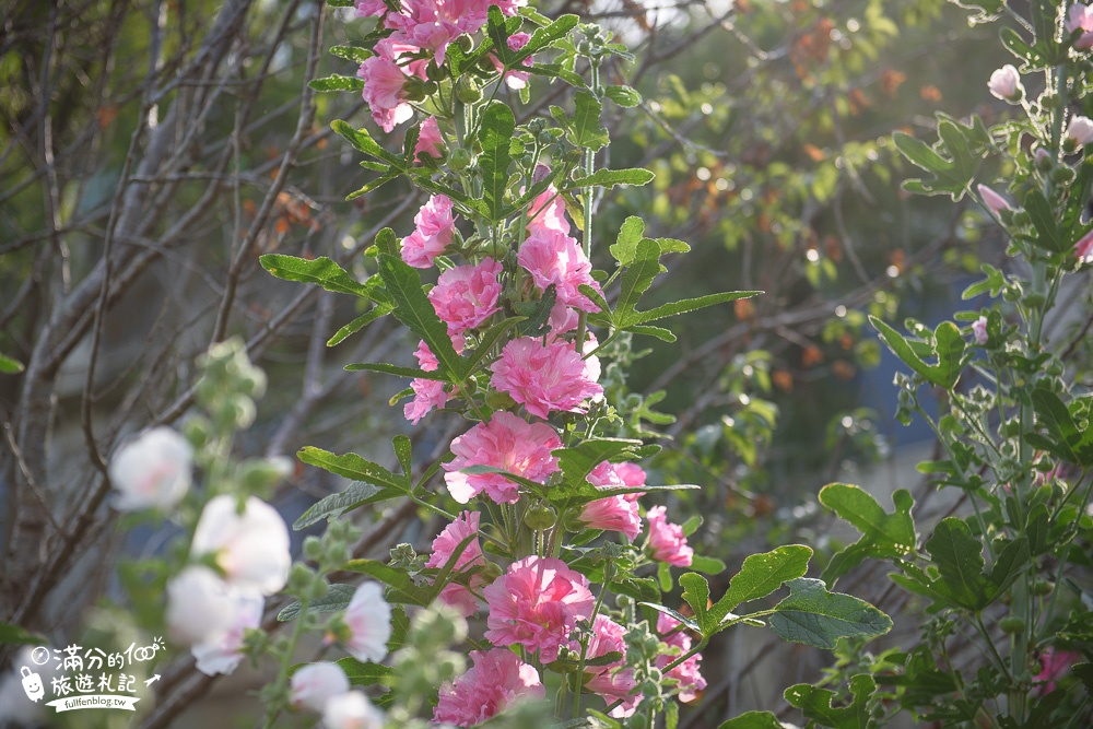 台中新社景點|櫻花鳥森林|景觀餐廳.親子景點.露營.戲水.看鸚鵡|夢幻森林仙境~蜀葵花綻放中!