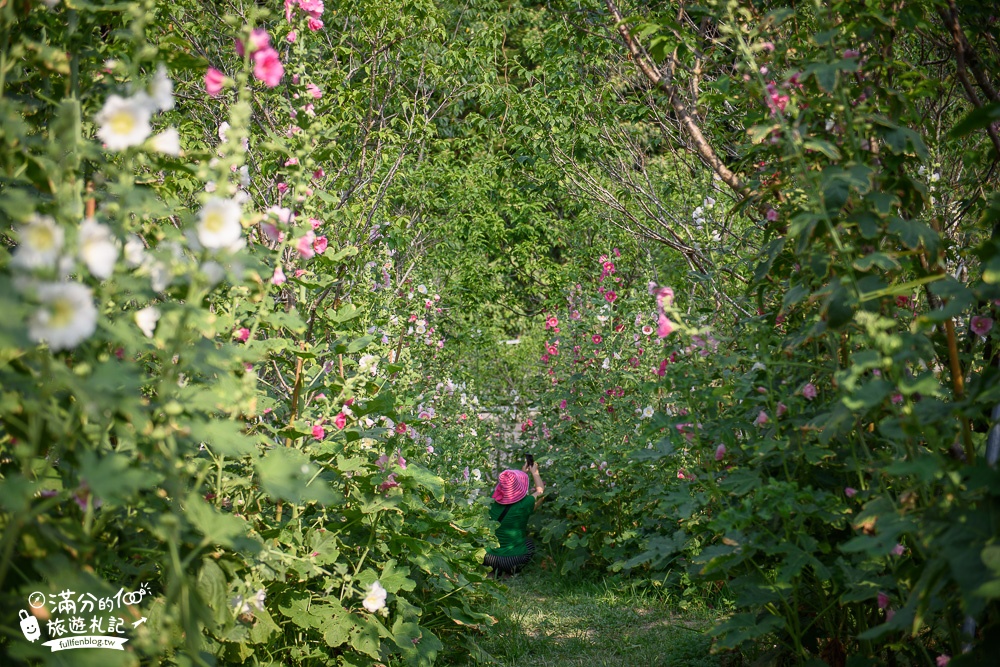 台中新社景點|櫻花鳥森林|景觀餐廳.親子景點.露營.戲水.看鸚鵡|夢幻森林仙境~蜀葵花綻放中!