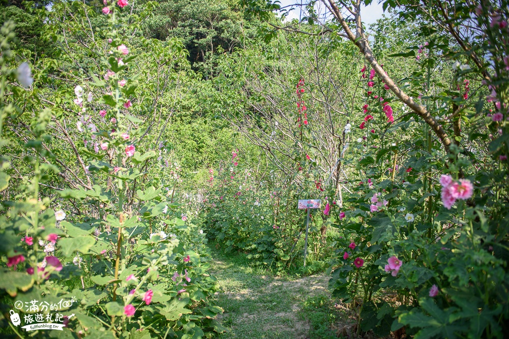 台中新社景點|櫻花鳥森林|景觀餐廳.親子景點.露營.戲水.看鸚鵡|夢幻森林仙境~蜀葵花綻放中!