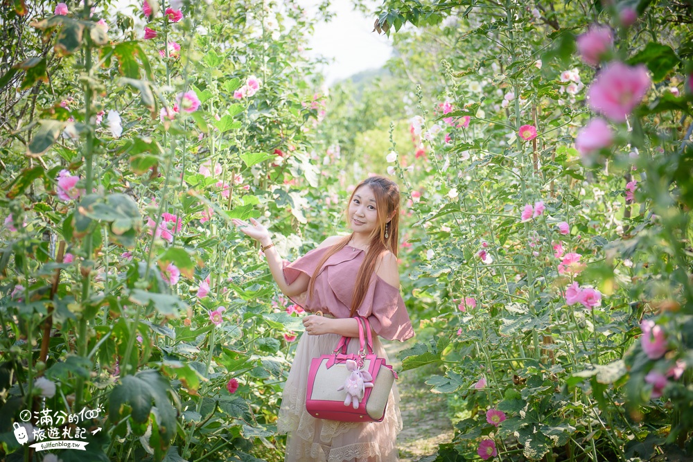 台中新社景點|櫻花鳥森林|景觀餐廳.親子景點.露營.戲水.看鸚鵡|夢幻森林仙境~蜀葵花綻放中!