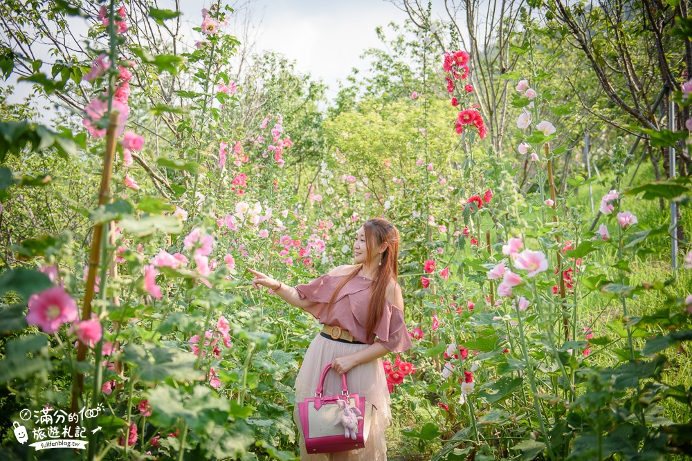 台中新社景點|櫻花鳥森林|景觀餐廳.親子景點.露營.戲水.看鸚鵡|夢幻森林仙境~蜀葵花綻放中!