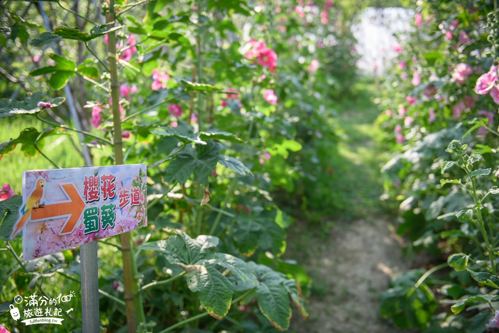 台中新社景點|櫻花鳥森林|景觀餐廳.親子景點.露營.戲水.看鸚鵡|夢幻森林仙境~蜀葵花綻放中!