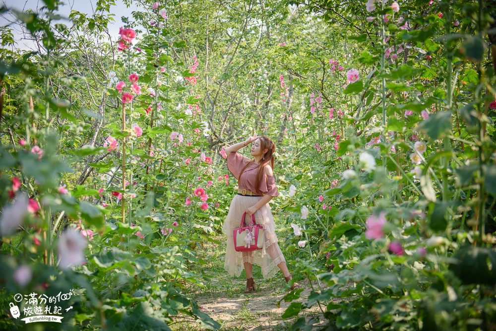 台中新社景點|櫻花鳥森林|景觀餐廳.親子景點.露營.戲水.看鸚鵡|夢幻森林仙境~蜀葵花綻放中!